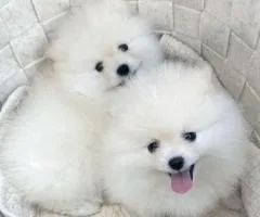 Pomeranian spitz for adoption